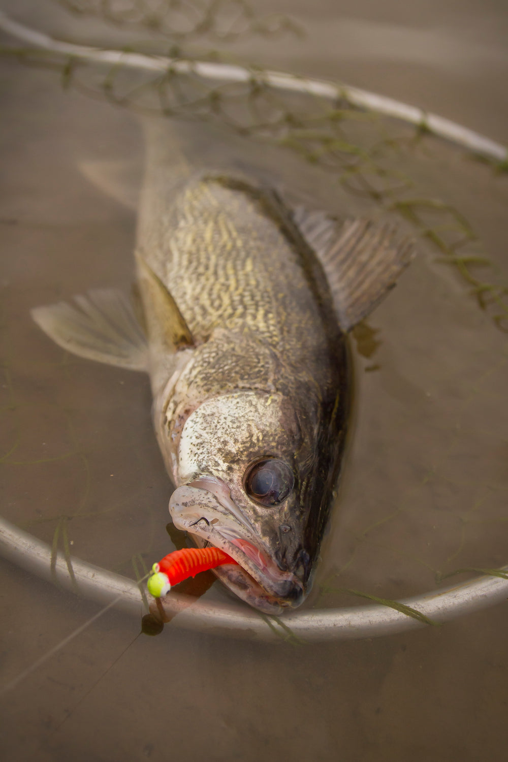 Walleye in a landing net