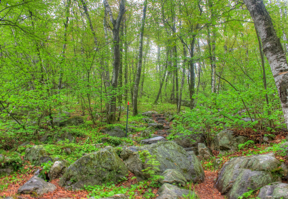Rib Mountain State Park trail and stairs